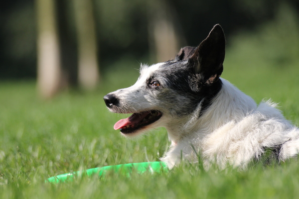 Trotze frisbeeeigenaar....