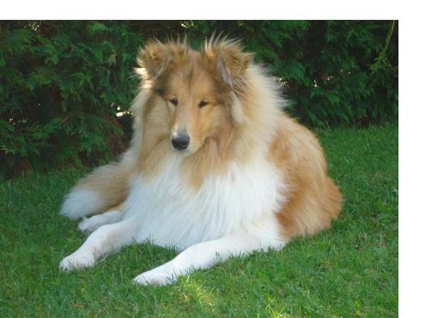 Schotse Herdershond, Langhaar