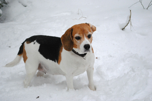 Mable, het hondje van mijn mama ;)