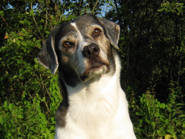 Wat zeg je ... wijs?