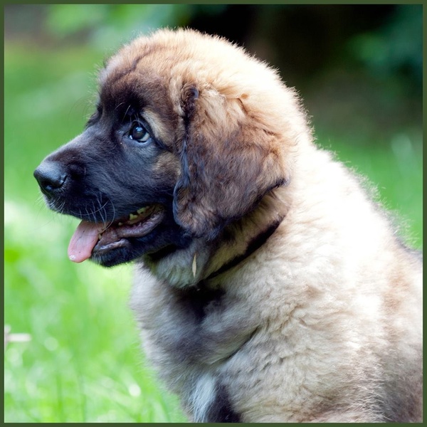 Leonberger