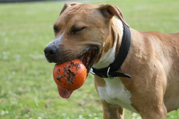 American Staffordshire Terrier