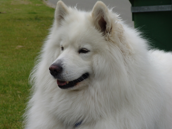 Niet grijs wel wijs,mijn dametje.