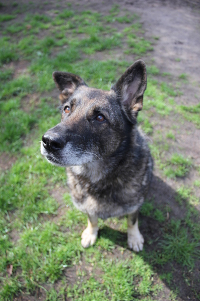 Lieve Rena asielhondje....