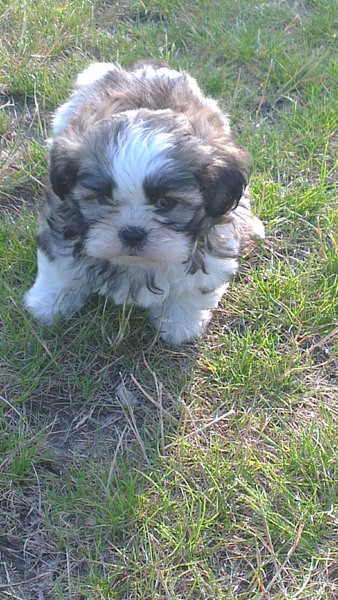 shih tzu x maltezer