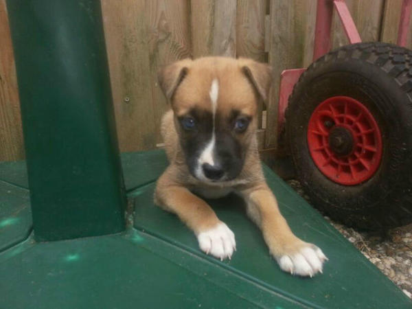 American Staffordshire Terrier