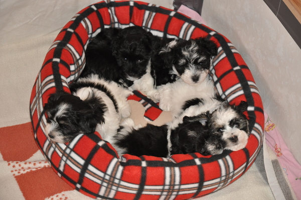 vom Dinkelschlößchen