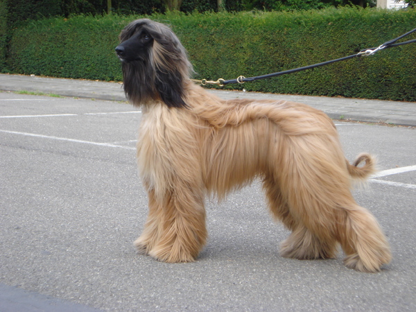 Afghaanse Windhond