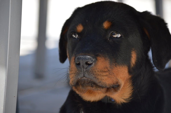 Rottweiler