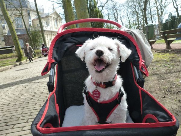 Gelukkig op zijn oude dag