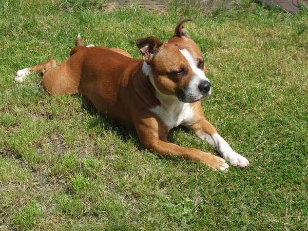 Staffordshire Bull Terrier