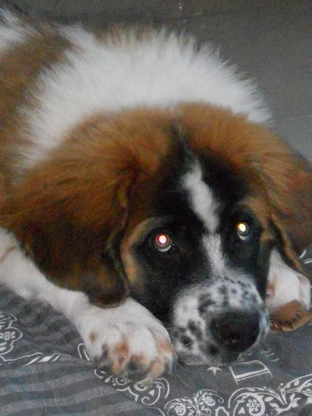 Sint Bernard, langhaar