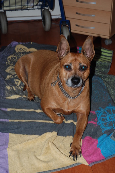 Belgische Herdershond, Mechelse