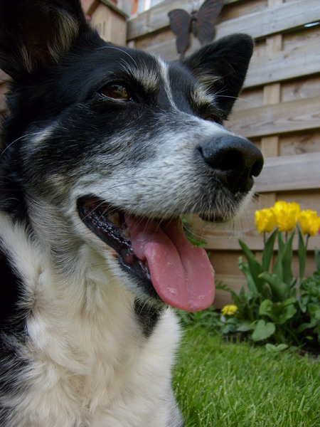 Wijze Kelly, 11 jaar