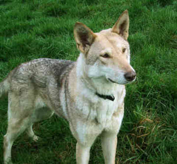 Saarlooswolfhond