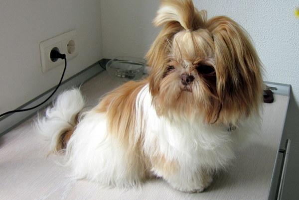 Shih Tzu