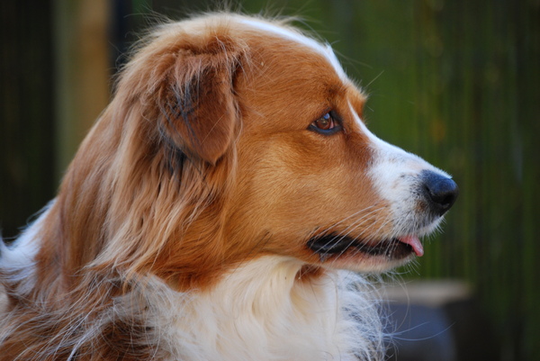 Kooikerhondje