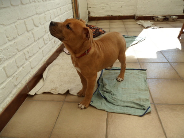 American Staffordshire Terrier