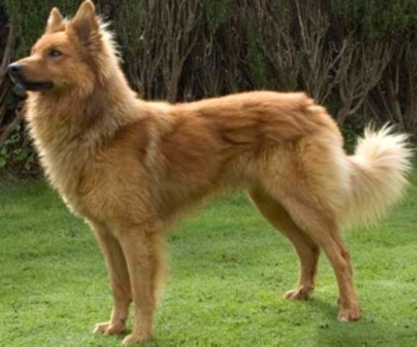 El Perro de Pastor Garafiano