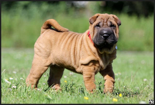 Shar Pei