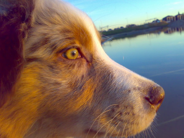 Lootah met zonsondergang