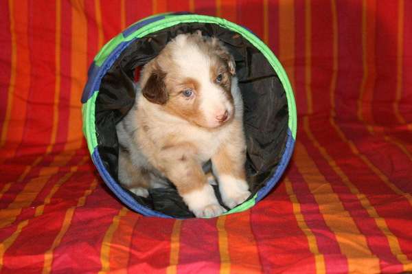 Lootah toen hij nog Rouge heette (nestnaam)