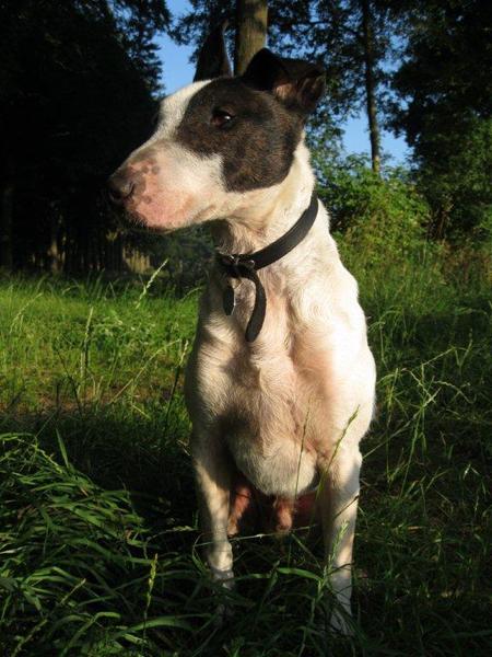 Bull Terrier, standaard