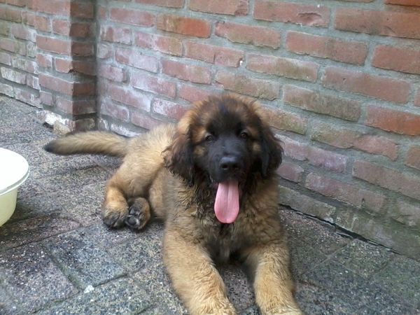 Leonberger