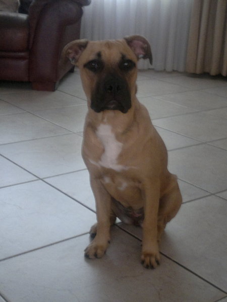 American Staffordshire Terrier