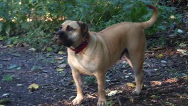 Boerboel