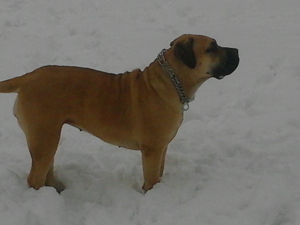 Boerboel