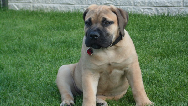 Boerboel
