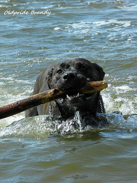 Perro Dogo Mallorquín