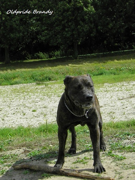 Perro Dogo Mallorquín