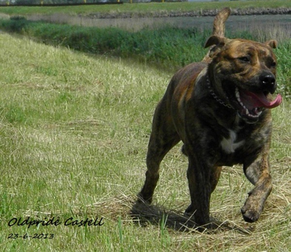Perro Dogo Mallorquín