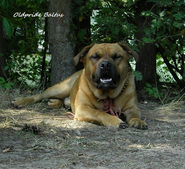 Perro Dogo Mallorquín