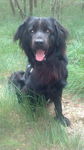 Shadow :D newfoundlander met?