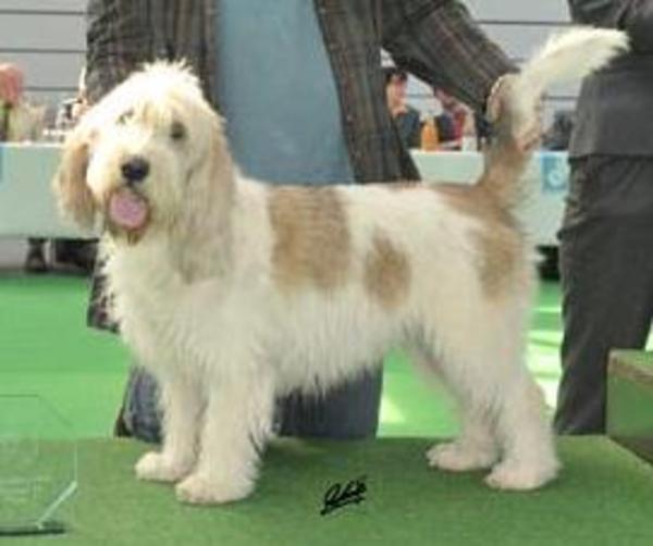 Kennel van de Viersenhoeve