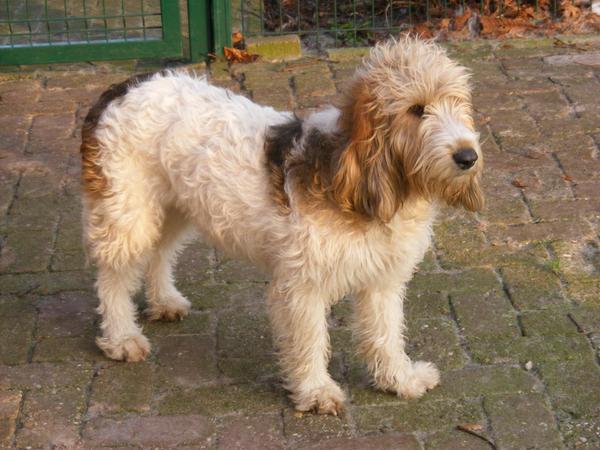 Kennel van de Viersenhoeve