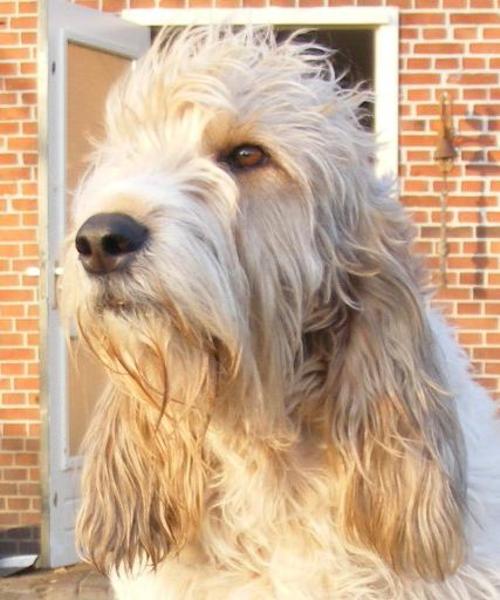 Kennel van de Viersenhoeve