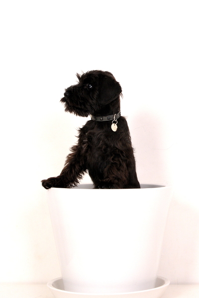 Dwergschnauzer, zwart