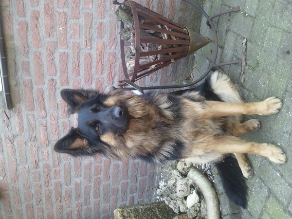 Duitse Herdershond Langstokhaar