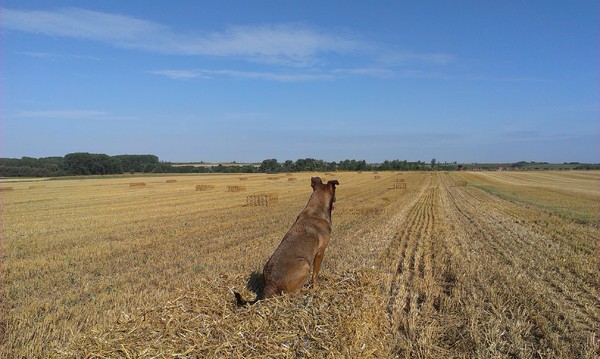 Opzichter... Groot-grondbezitter...