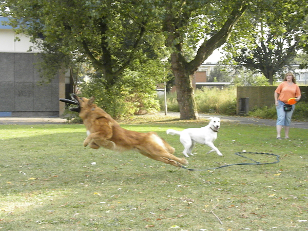 Rudy met zijn frisbee