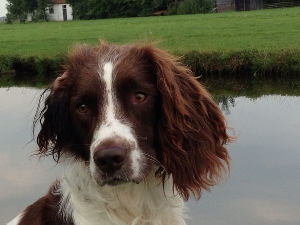 Engelse Springer Spaniel