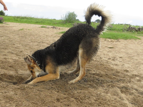 Odi graaft een tunnel naar China