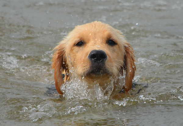 Leren zwemmen is hard werken!
