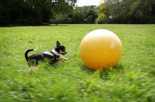 Treibball chihuahua