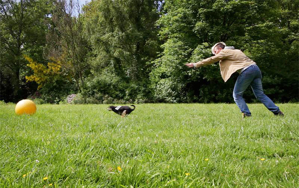 Treibball chihuahua