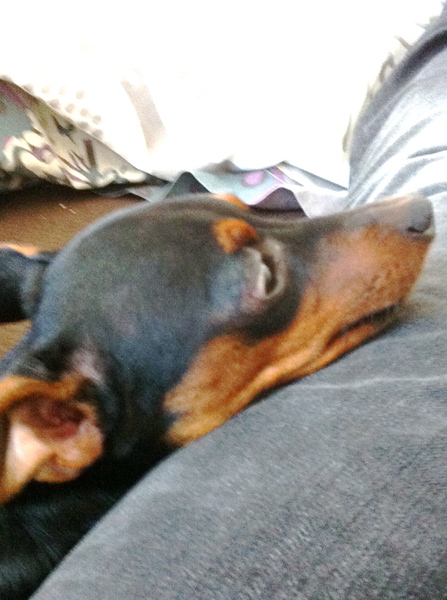 Chico op een luie namiddag (Augustus 2013)